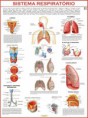 /album/principais-produtos/sistema-respitratorioed-jpg/